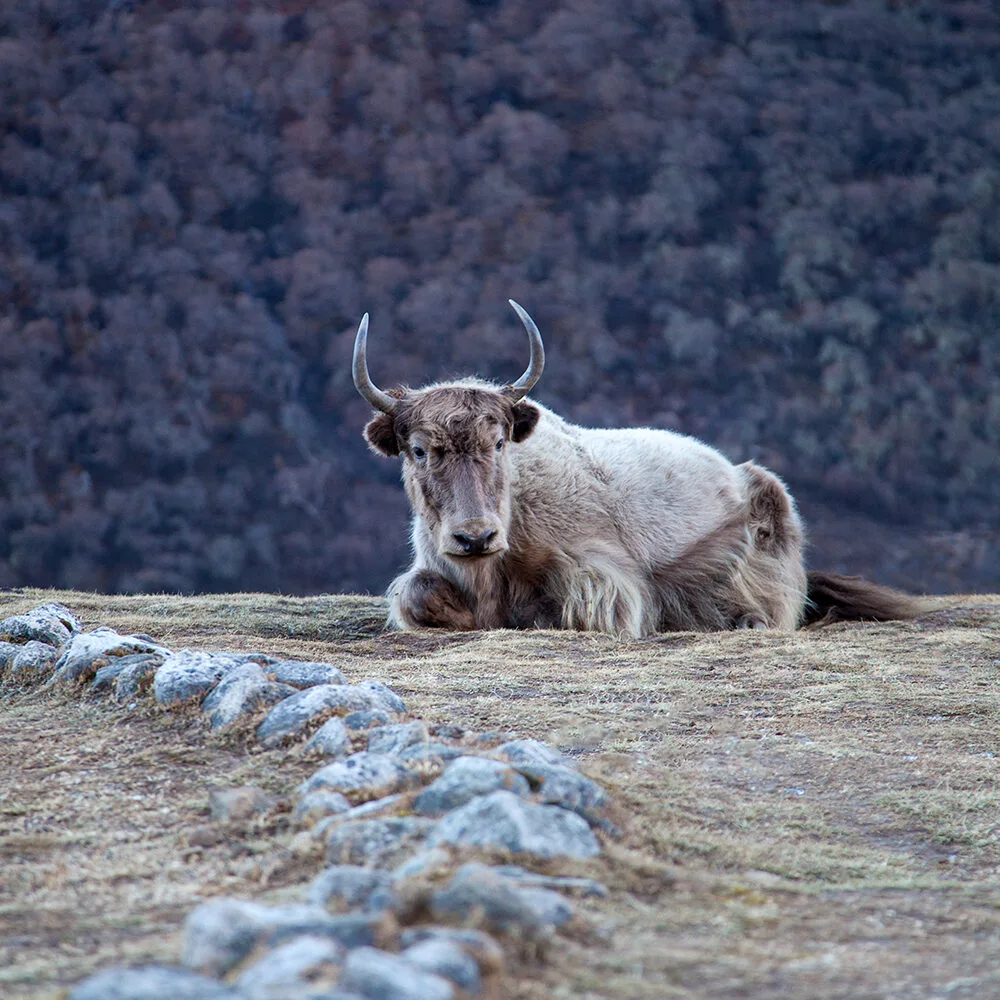 Mindful Langtang, journey photograph 2