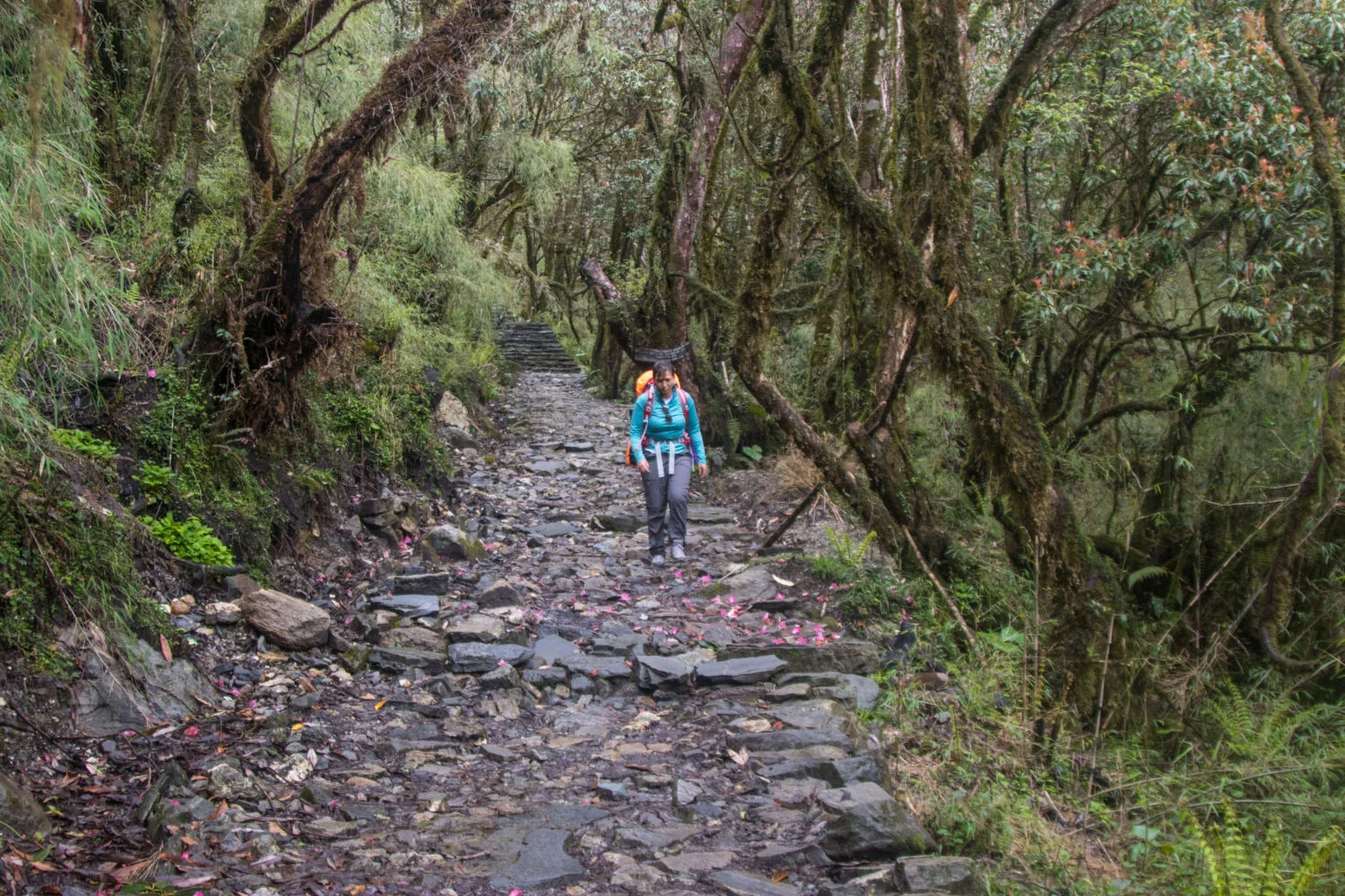 A mossy forest trail in the Annapurna foothills