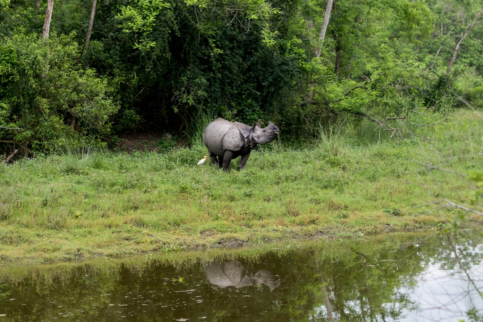 Into the Wild: Chitwan in Chitwan
