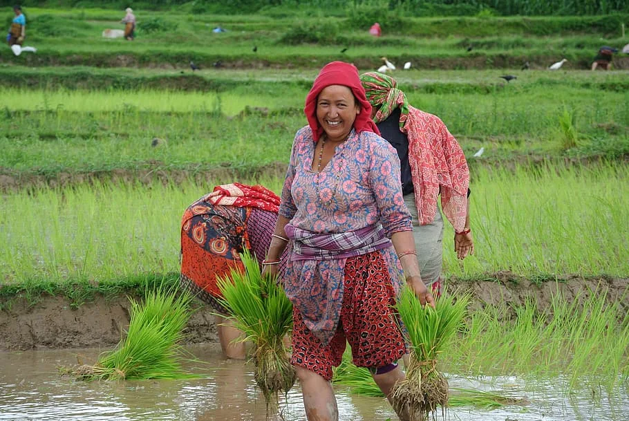 Into the rice fields